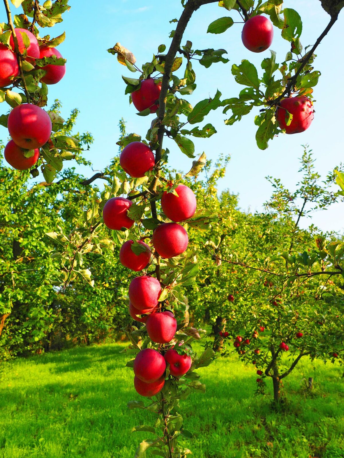 Frisches Obst für frischen Saft