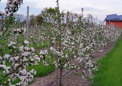 Mosterei Post Altenberge Apfelplantage Apfelblüte