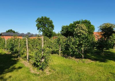 Mosterei Post Altenberge Apfelplantage im Fruehjahr