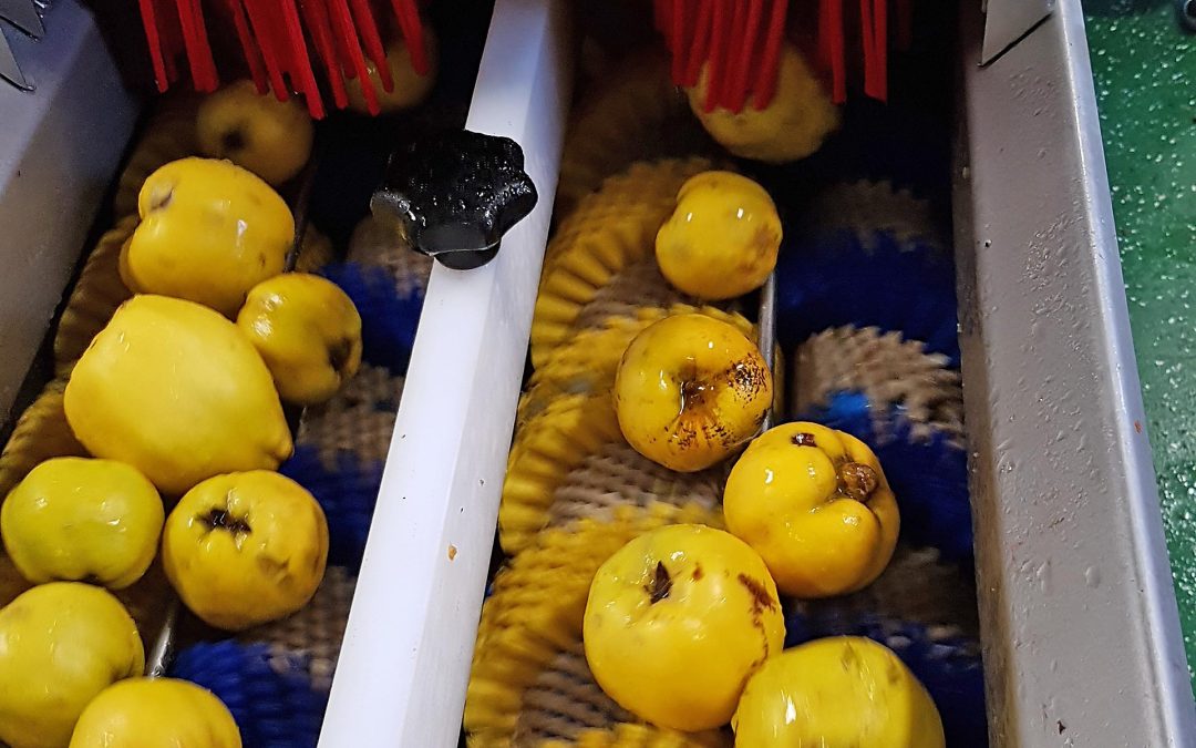 Quitten pressen im Münsterland